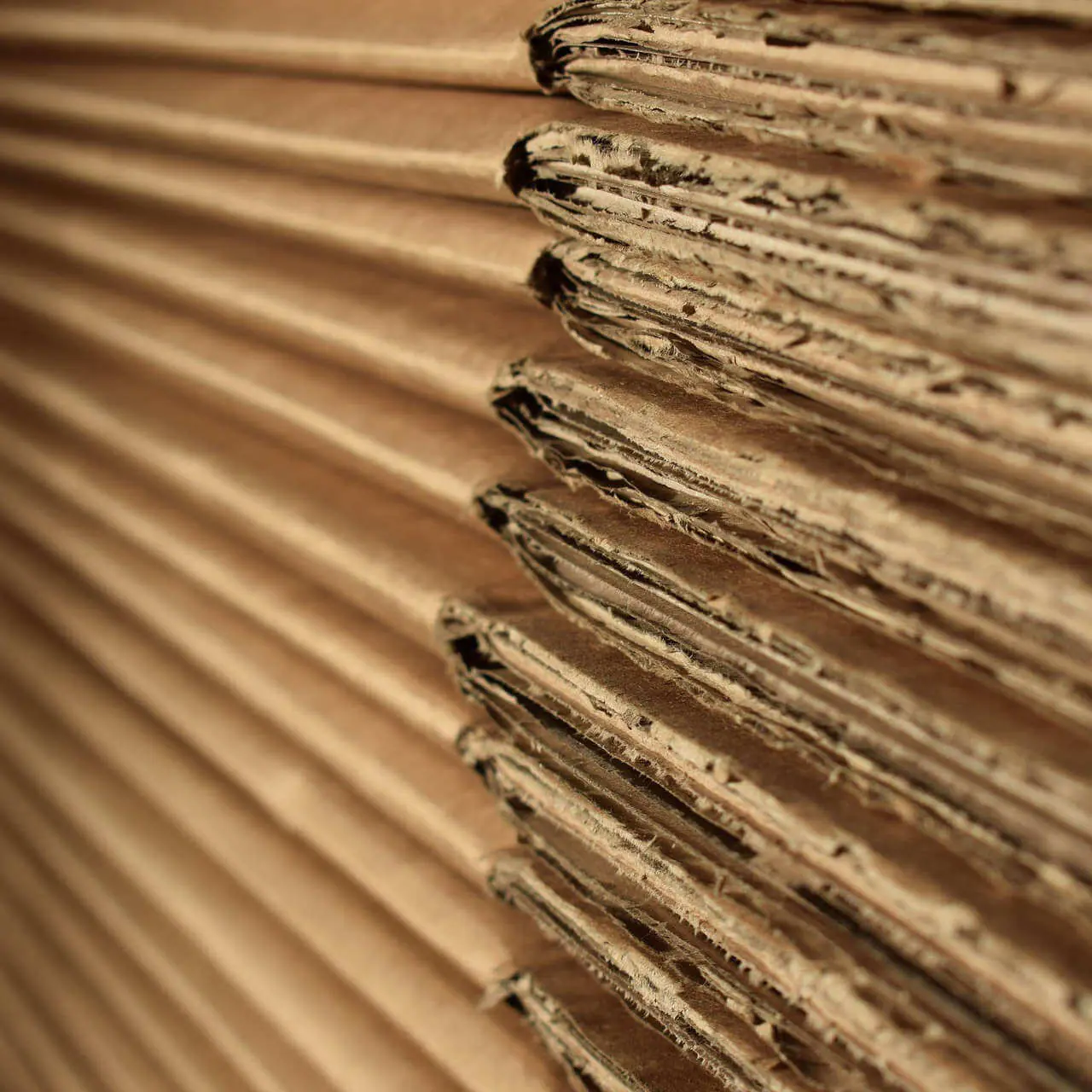 Image by JustynaKoniecz from Pixabay 